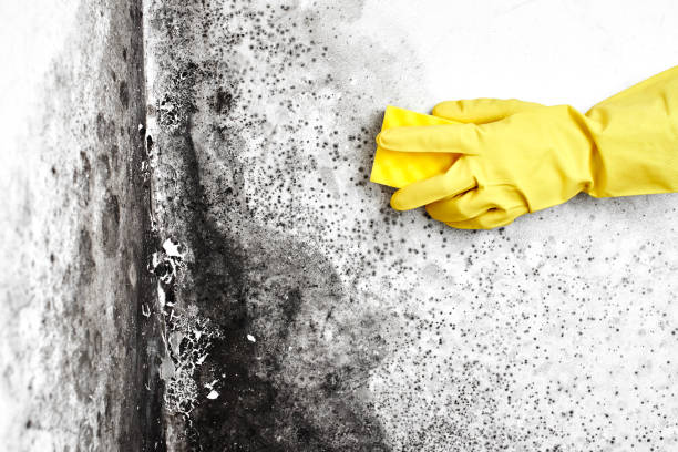 Best Asbestos and Lead Testing During Mold Inspection  in Slocom, AL
